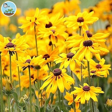 🌻【爆花機器 新手推薦】黑心菊種子 金光菊/黑眼蘇珊 四季開花不斷 耐熱耐旱超好種 庭院花海蜜源植物 陽台盆栽 台灣現貨