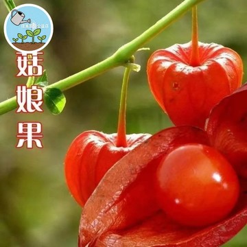 菇娘果種子 黃金莓種子 燈籠果種子 臺灣現貨 盆栽陽臺 食用觀賞 好種易活 自種水果 春播現貨 家庭農場
