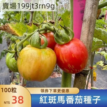 現貨🍅【紅斑馬番茄種子】🍅 四季中果西紅柿種子 超甜 皮薄 多汁 多年生聖女果種籽 四季播種農田盆栽 高產水果蔬菜種子