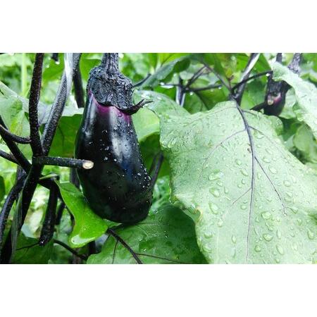 ふるさと納税 野菜 定期便 6回旬の京丹後野菜セットS（栽培期間中　農薬・化学肥料不使用）＜京都 オーガニック アクション.. 京都府京丹後市