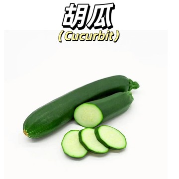 嘉儀現貨（胡瓜種子）清脆爽口 墨綠色外皮，兩端圓整，果形端直，果重約1公斤 #大黃瓜 #大胡瓜 #瓜類種子