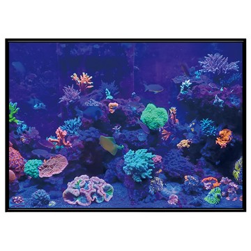 菠蘿選畫所 海底世界異彩珊瑚掛畫 40 x 30cm ANSL3408B  黑色