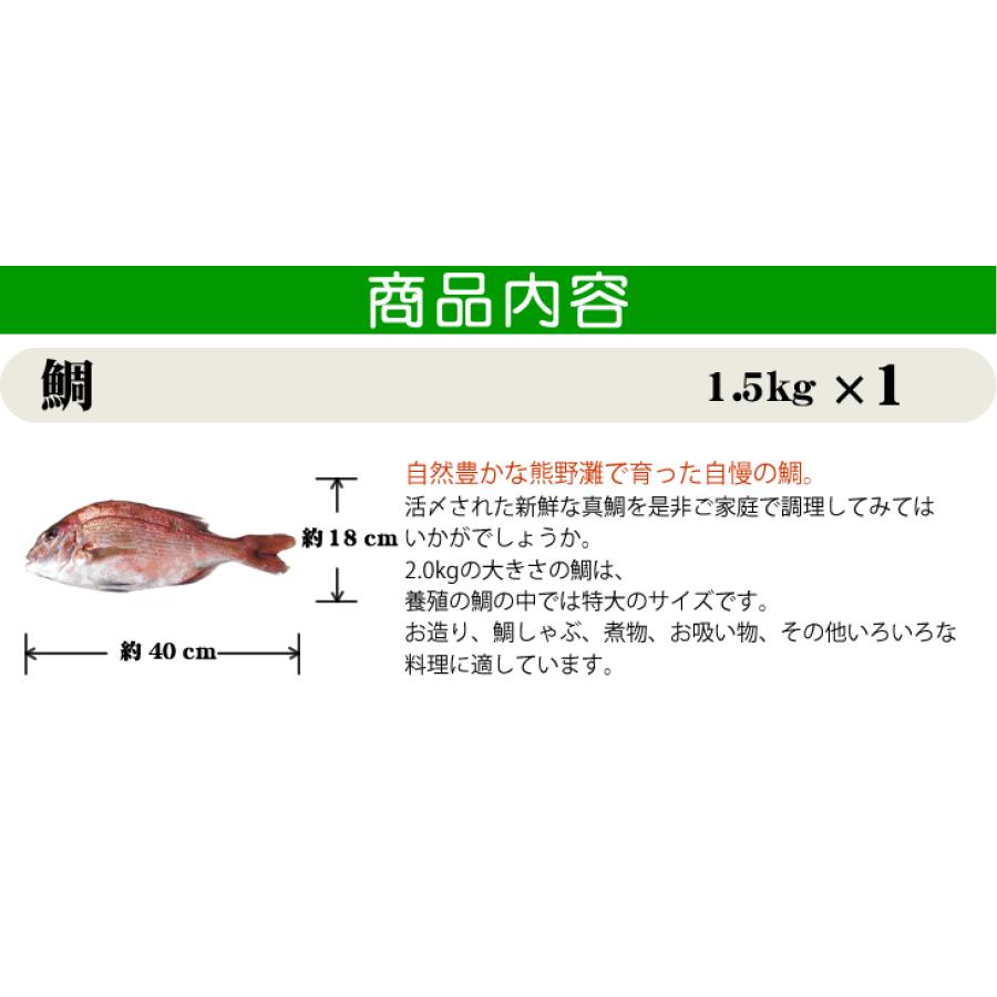 活〆 真鯛 大きめサイズ 1尾 1.5kg　[魚介類]