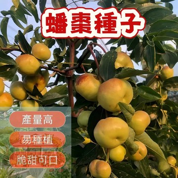 🍐棗子種子 【蟠棗種子】蟠棗種子來襲！稀有品種，自種自享，綠化生活，限時優惠，打造專屬果園！