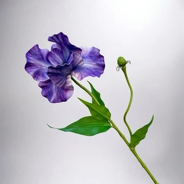 法式優雅女神單朵加大鳶尾花炫彩紫仿真花花材(1入組)