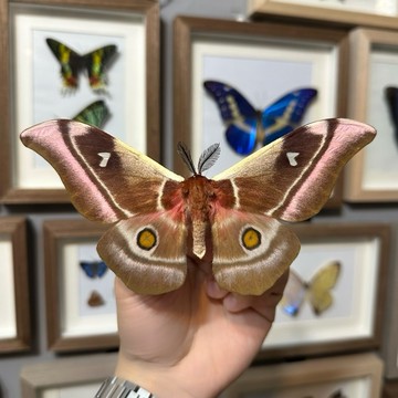 🦋粉翅天蠶蛾🦋蝴蝶 昆蟲 模型 乾貨三角紙包裝 #非活體 #類模型 #藝術品