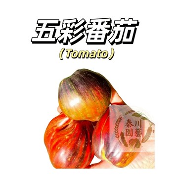 嘉義現貨（紅五彩番茄種子FQ-32）圓形外形美觀爽口多汁五彩柿子多年生盆栽果菜蔬菜種子#tomato