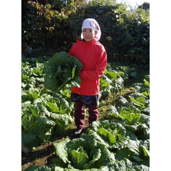 百パーセント野菜ギフトセット　初夏