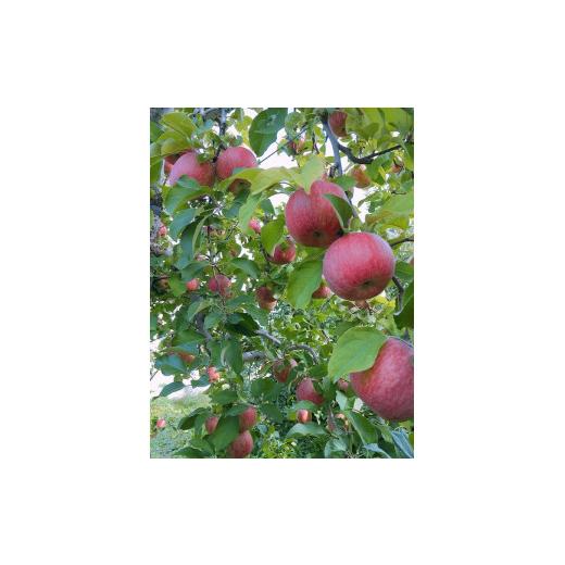 ふるさと納税 青森県 五所川原市   旬の美味しい りんご 約10kg 青森産 