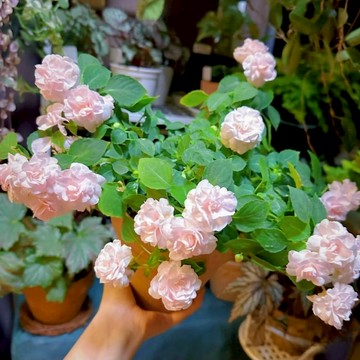🌸（16款重瓣茶花鳳仙花種子）經典指甲花頂頭鳳海娜花種子 陽台盆栽觀賞花卉  懶人花卉四季好種好養耐活花卉 超高發芽率
