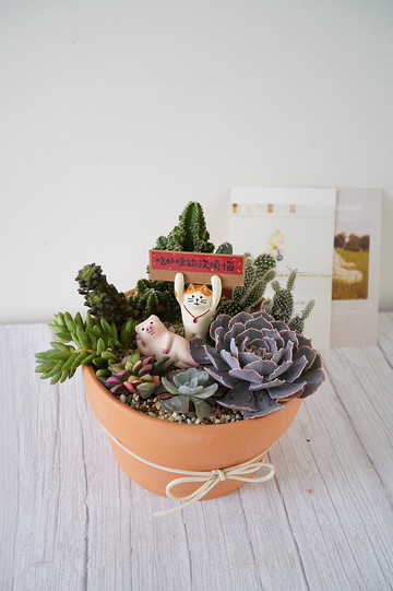 【竒植花物】可愛仙人掌多肉盆栽 生日禮物 開幕喬遷升遷