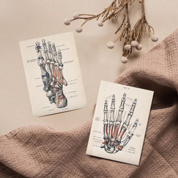 科學明信片-19世紀解剖學(2款)