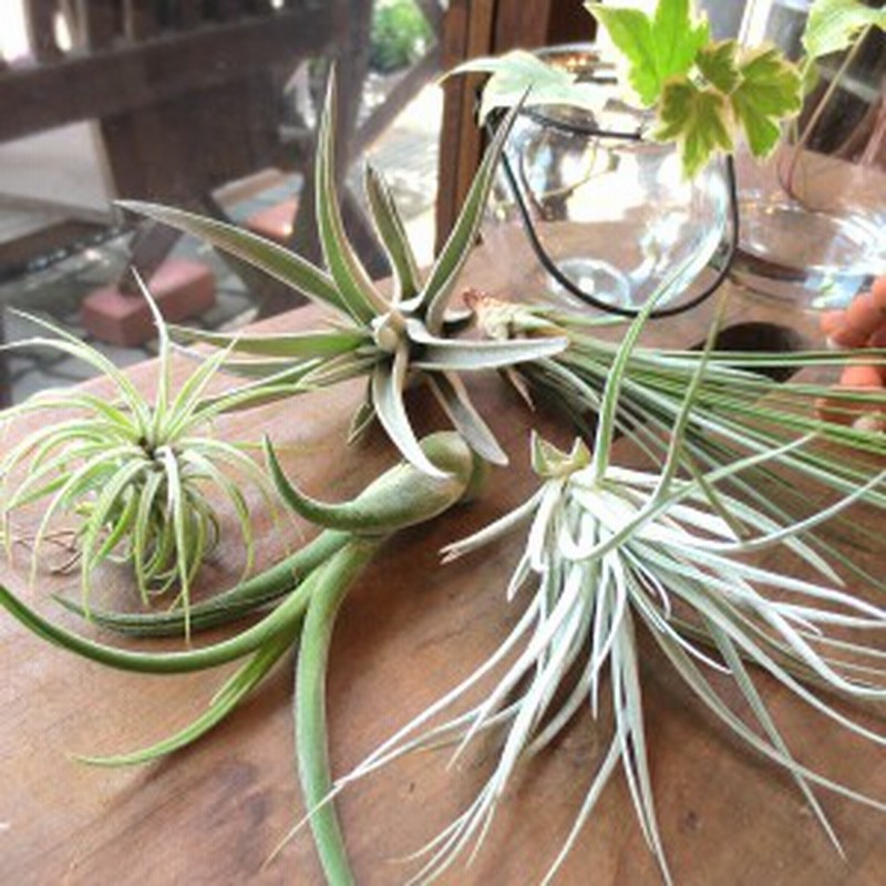 送料無料 エアープランツおまかせ5種セット 薫る花 エアプランツ チランジア インテリアグリーン ミニ観葉 観葉植物 種類 通販 Lineポイント最大1 0 Get Lineショッピング