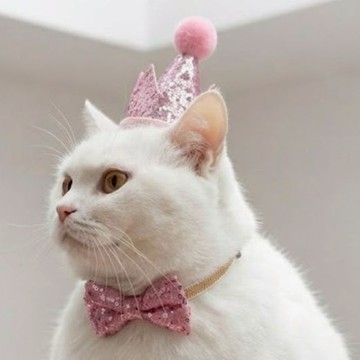 🐩寵物生日裝🐈 生日佈置 收涎佈置 生日慶生 收涎派對 週歲生日佈置 性別派對 寵物生日佈置套組 氣球佈置 週年紀念日