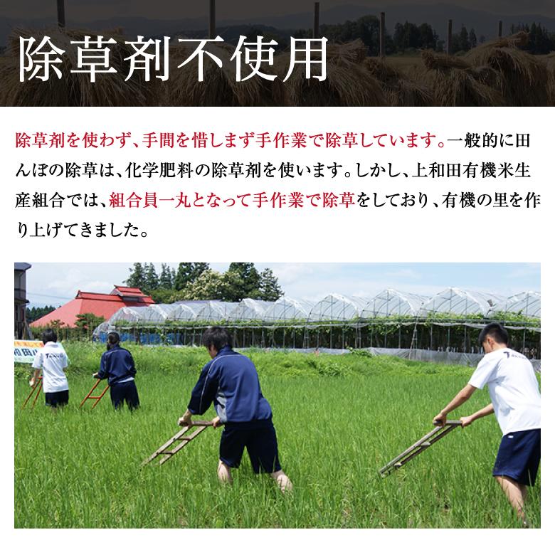 米 新米 コシヒカリ 10kg 農薬不使用 山形県産 お米 生きた玄米 紅の華 令和5年産 特A米 特別栽培米 上和田米