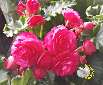 粉紅色玫瑰海棠花盆栽深粉色麗格海棠盆栽 5吋盆多年生開花植物盆栽 送禮盆栽 半日照佳 請先確認有沒有貨 台灣樂天市場