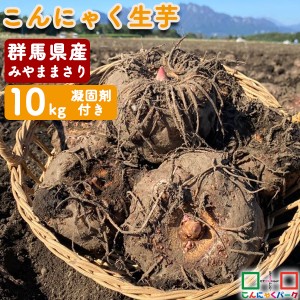 こんにゃく芋 群馬県産 みやままさり 生芋こんにゃく 手作りこんにゃく 産地直送 10kg 凝固剤100gサービス