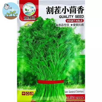 【原廠包裝】小茴香種子 台灣現貨 香料植物 孜然 茴香籽 可食用 盆栽陽台種植 料理調味 贈種植教學 自種香草超簡單