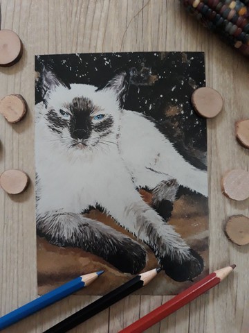 宇宙貓星人-金星逆行