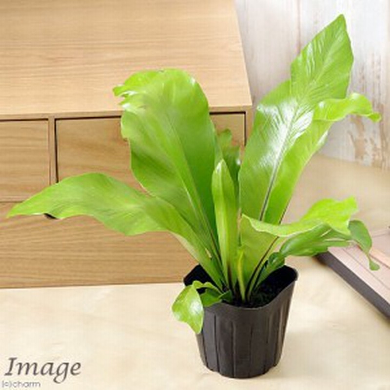 観葉植物 シダ アスプレニウム アビス ３ ３ ５号 １ポット 通販 Lineポイント最大1 0 Get Lineショッピング