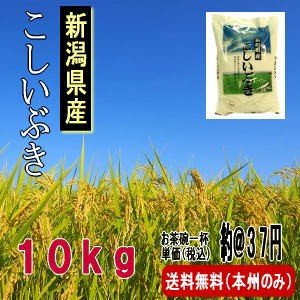 お米 新潟県産こしいぶき 10kg（令和３年産）送料無料（本州のみ）