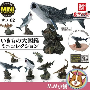 【M.M小舖】『現貨』 BANDAI 轉蛋 扭蛋 生物大圖鑑 鯊魚篇P2 2 鯊魚 生物 圖鑑 公仔 模型 全5款