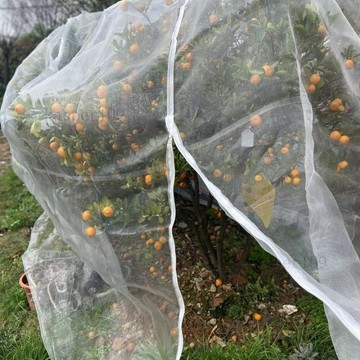 含稅價防蟲防鳥網罩加厚果樹透光透氣透水枇杷番石榴嘉寶果櫻桃楊梅霧蓮