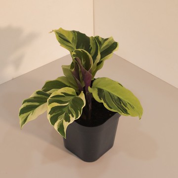 Thai Beauty 大理石_室內植栽