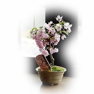 桜盆栽 桜と藤のモダン寄植え 受皿付き シンプルライフシリーズ L 盆栽
