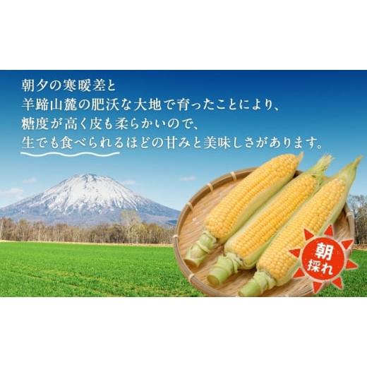 ふるさと納税 北海道 倶知安町 北海道 スイートコーン 味来 約10kg 2Lサイズ 計26本 とうもろこし とうきび コーン 新鮮 採れたて 産直 JAようてい 送料無料 …