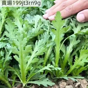 現貨 茼蒿 皇帝菜種子（500粒）四季種植菜園陽台蔬菜 小葉虎耳茼蒿 光杆茼蒿 火鍋菜 四季蔬菜種子