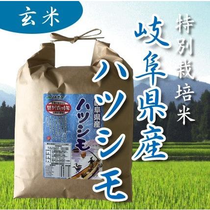 米 お米 2kg 玄米 岐阜県産 美濃ハツシモ 5年産 特別栽培米