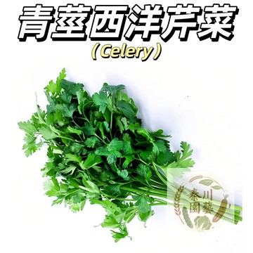 現貨速發（青莖西洋芹菜種子）美國青莖西洋芹菜種子 西洋芹 粗壯，帶有光澤及亮度，葉柄寬闊，富貴有機西芹精品榨汁#辛香類