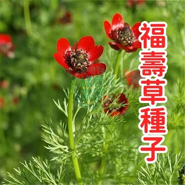 福壽草種子 台灣現貨 金盞花種子 冬季草花 迎春花 福壽雙全 年節盆栽 開花種子 易種植 陽台庭院花卉 季節限定花種
