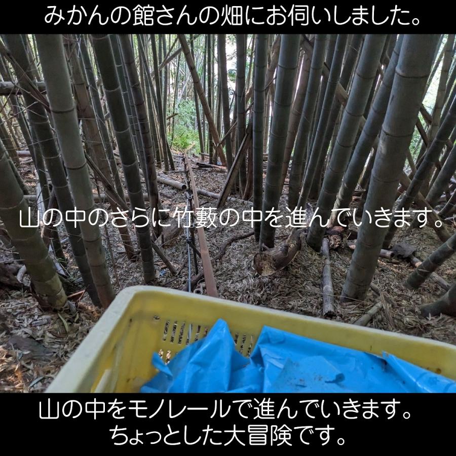 みかん  有田みかん 田村地区産 訳あり ご家庭用 ど根性くん 3kg サイズ不揃い 和歌山県 蜜柑 ミカン 柑橘 《11 上旬〜11 中旬より出荷》