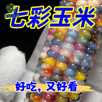 彩虹玉米種子 彩色玉米 觀賞玉米 水果玉米 糯玉米 盆栽玉米 家庭菜園 庭院栽種 陽台種植 新奇蔬菜 玉米種子