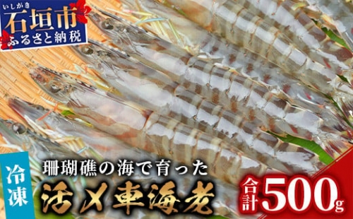 車えび500g25尾 ～ 33尾 沖縄県 石垣島 石垣市 クルマエビ くるまえび Sサイズエビ 海老 えび BE-5