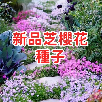 【新品芝櫻花種子】叢生福祿考 針葉天藍繡球 花海地被植物 多年生 易種植 盆栽 庭院造景 台灣現貨