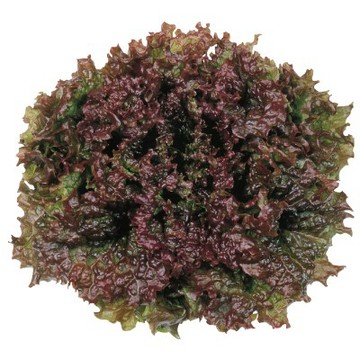 【拈花微笑】紅冠萵苣｜種子｜3g｜非基因改造種子｜蔬菜｜蔬果｜有機無毒｜高發芽率