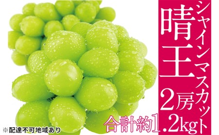 ぶどう 2024年 先行予約 シャイン マスカット 晴王 2房（合計約1.2kg） ブドウ 葡萄  岡山県産 国産 フルーツ 果物 ギフト