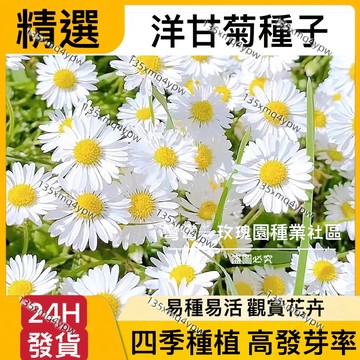 現貨【洋甘菊種子】（500粒）洋甘菊 小雛菊 菊花 新手易種 四季種植 當年開花 開花不斷 庭院陽臺盆栽植物 花卉種子