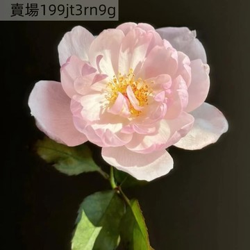 現貨【斯卡布月季種子】（250粒）🌹YJ-53 多年生玫瑰種子  多頭豐花濃香飽滿 庭院陽台室內外盆栽花卉 綠植切花種籽