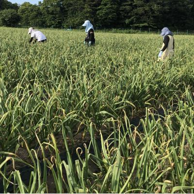 ふるさと納税 田子町 青森県田子産にんにく 上級品 1kg