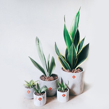 新年虎尾蘭套裝 水泥盆五件套