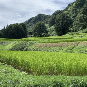 塩沢コシヒカリ精米10kg(5kg×2)