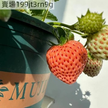 現貨🍓夢晶草莓種子（1000粒）2025新種 果肉細膩汁水足入口即化超甜 四季室內外陽臺盆栽種子 果实品质佳，连续结果