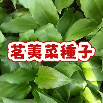 臺灣現貨 新鮮採收 茗荑菜種子 高發芽率 家庭必備 蔬菜種子 陽臺盆栽 家庭菜園 可食用野菜 自種安全 綠化環境