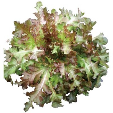 【拈花微笑】紅鹿角萵苣｜種子｜2g｜非基因改造種子｜蔬菜｜蔬果｜有機無毒｜高發芽率