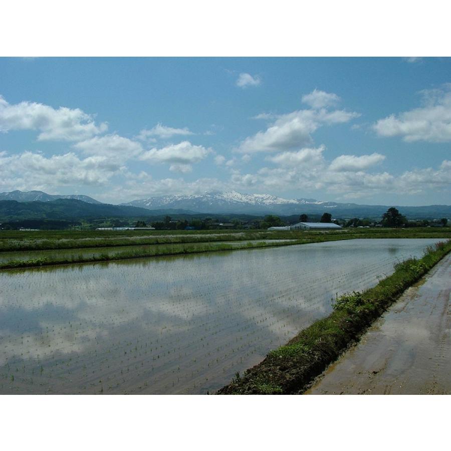 令和5年産 新米 山形県 庄内産 検査1等 特別栽培 つや姫 玄米 10kg×3袋 斎藤農場