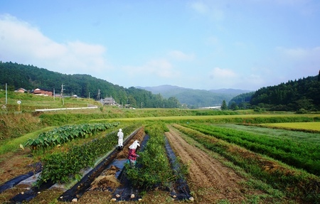 1877R_まるかの無農薬野菜詰合せ M